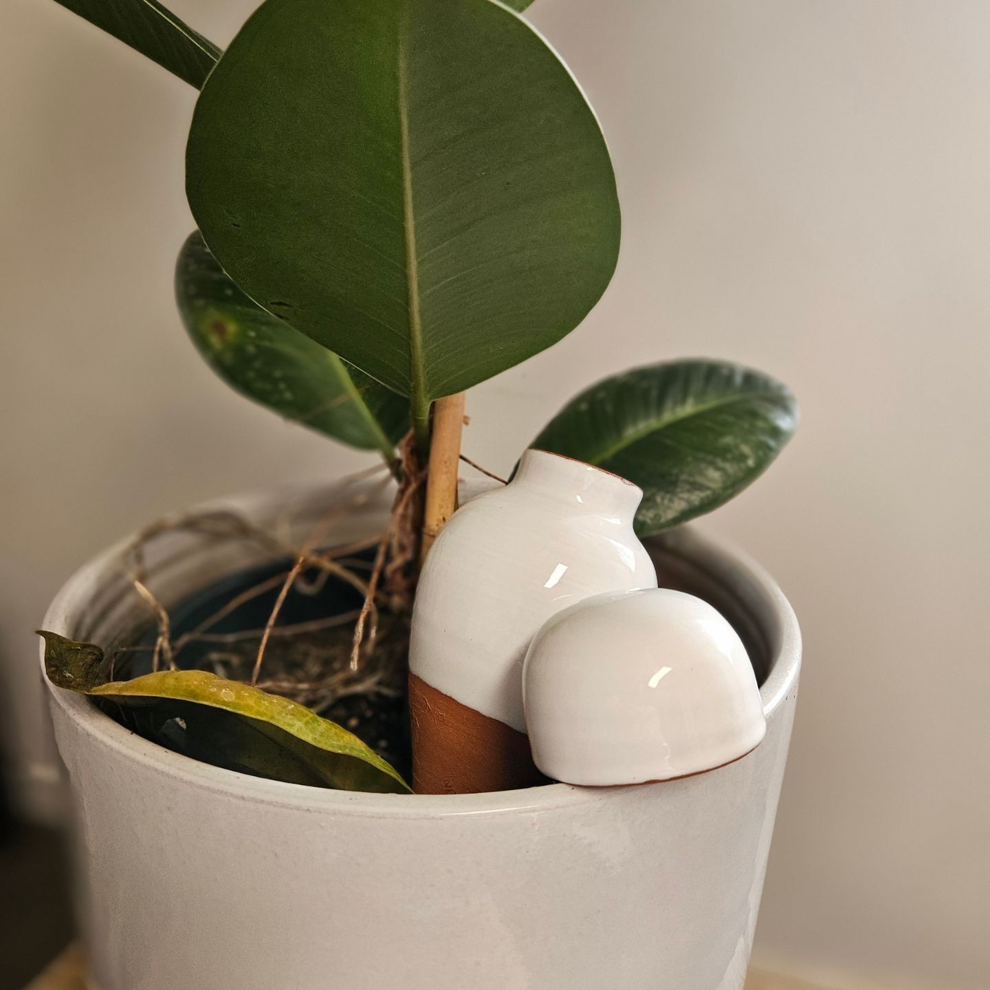Mini Ollas Sabeur à planter : une solution d’arrosage douce et naturelle pour vos petites plantes  Découvrez les Mini Ollas Sabe