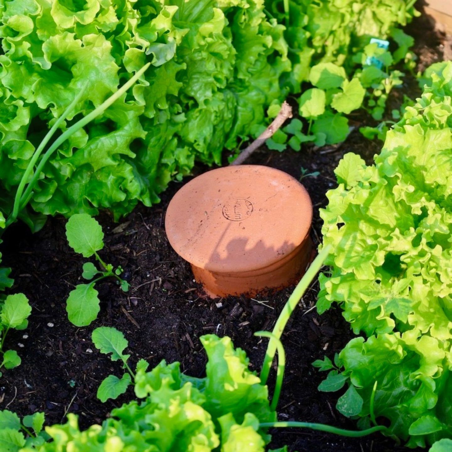 Ollas Jardinier à Enterrer irrigation autonomne