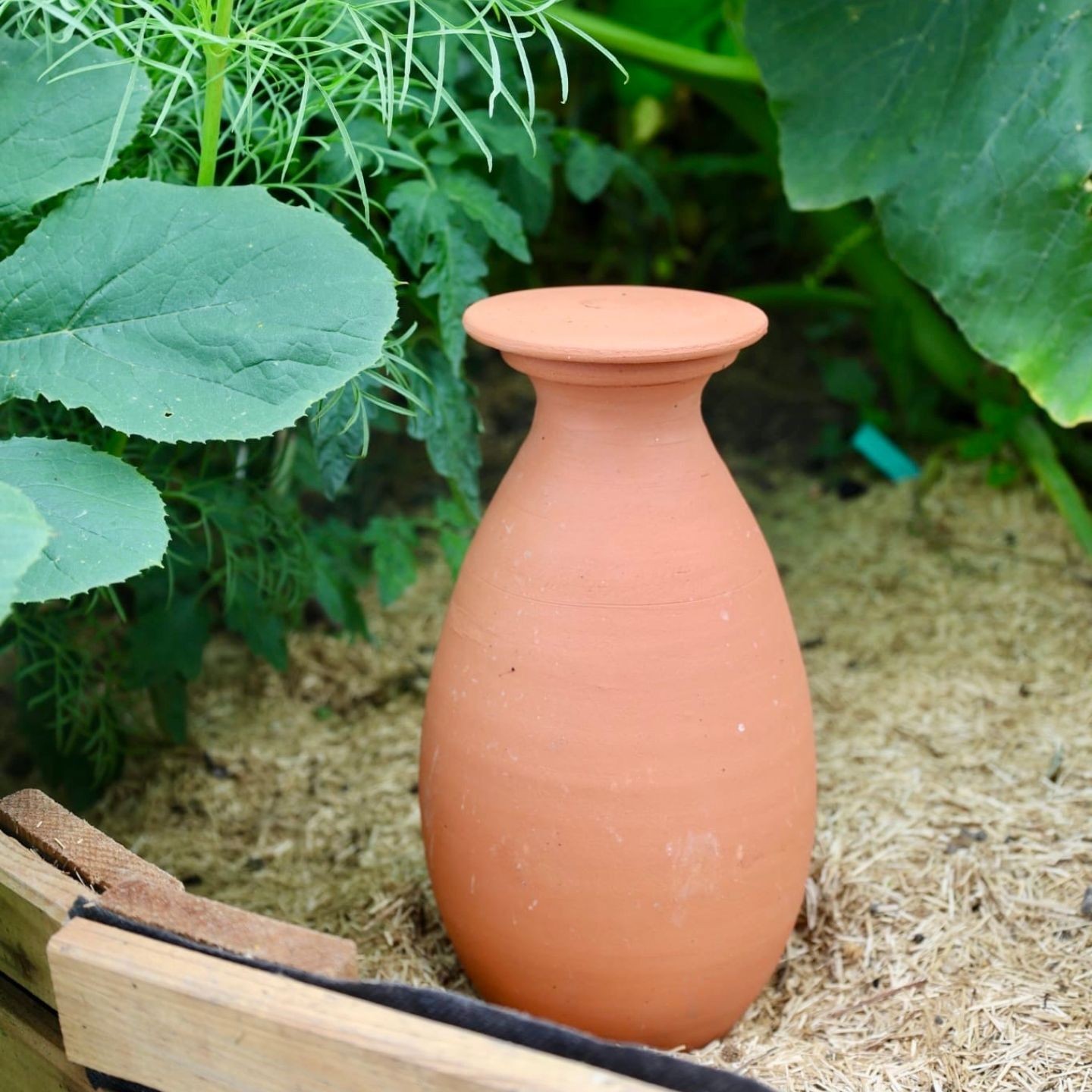 Ollas Potager à Enterrer - Acheter - Ollas Lutton - Diffuseur d'eau