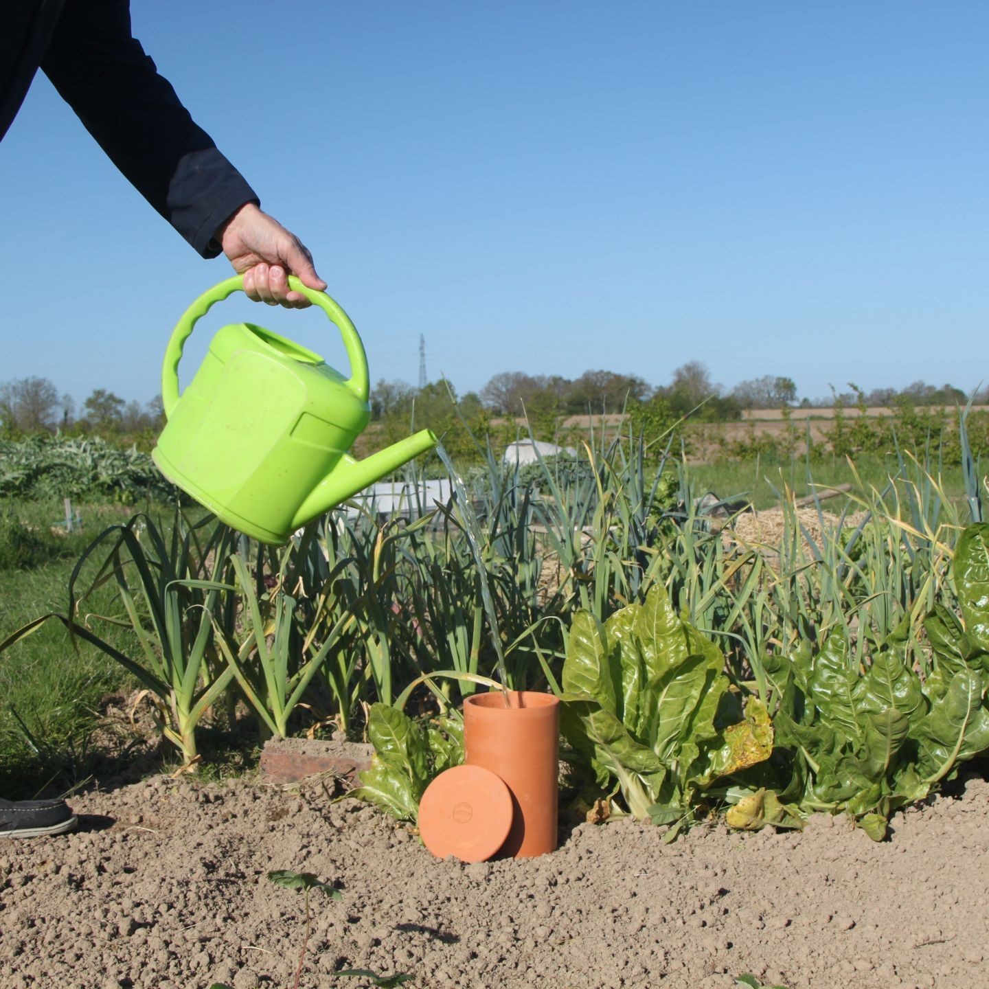 Arrosage Autonome et Écologique avec les Ollas Tube à Enterrer