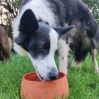 Gamelle pour chien en céramique