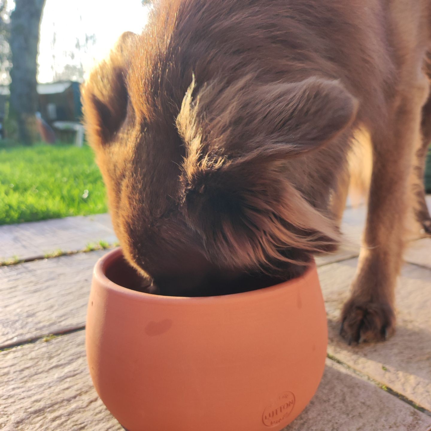 Gamelle en poterie :  le choix sain pour votre chien