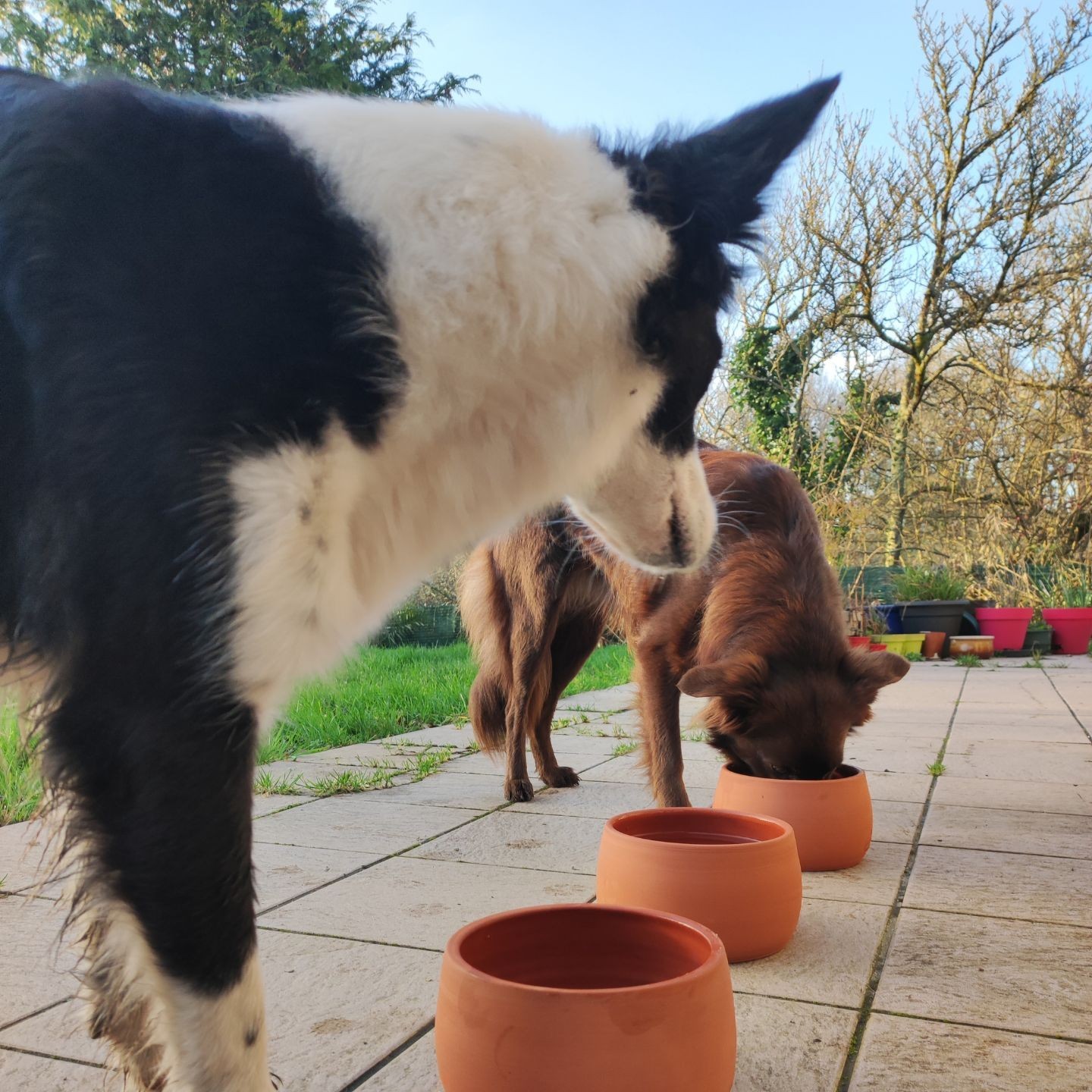 Gamelle en poterie :  le choix sain pour votre chien