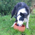 Gamelle en poterie :  le choix sain pour votre chien