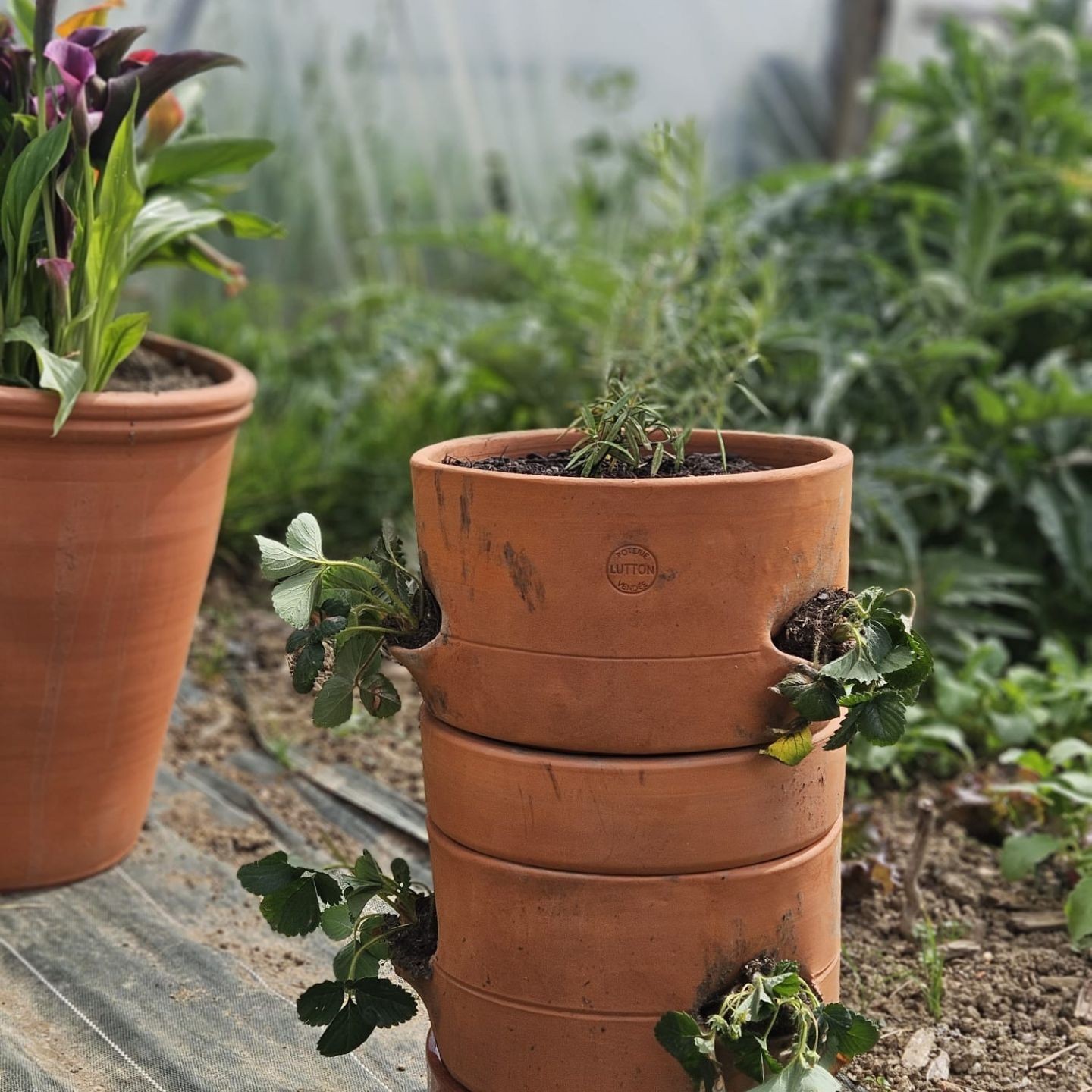 Tour de Culture Verticale Empilable en Poterie | Fraises, Aromates et Fleurs