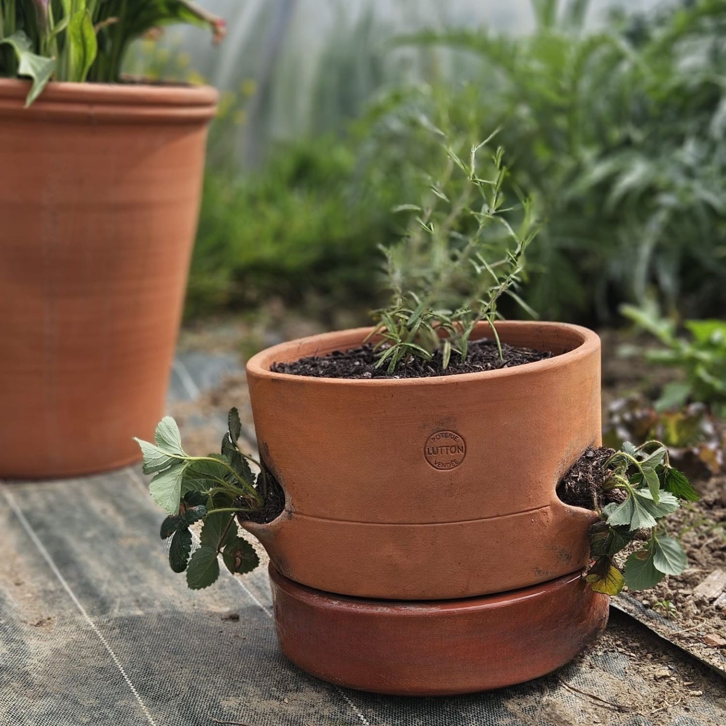 Tour de Culture Verticale Empilable en Poterie | Fraises, Aromates et Fleurs