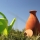 Anticiper la sécheresse pour un potager sans stress