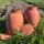 Comment garder un potager productif malgré les canicules 